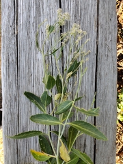 Lepidium latifolium
