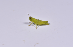 Pseudoxya diminuta
