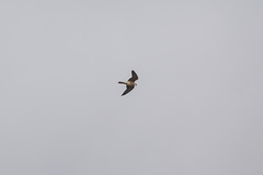 Falco vespertinus