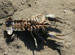 Pontastacus leptodactylus