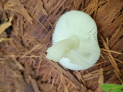 Russula fragilis