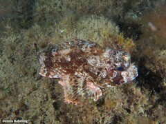Scorpaena notata