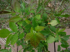 Puccinia coronata