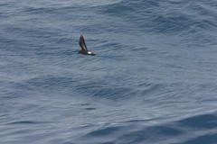 Hydrobates pelagicus