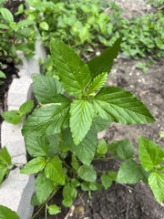 Malvastrum coromandelianum