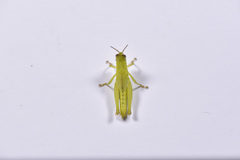 Pseudoxya diminuta