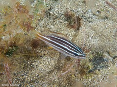 Parapristipoma octolineatum