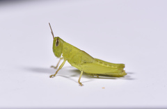 Pseudoxya diminuta