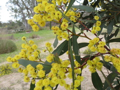 Acacia pycnantha