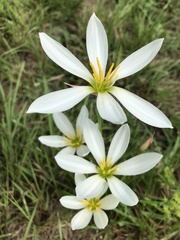 Zephyranthes