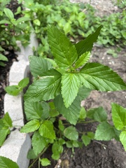 Malvastrum coromandelianum