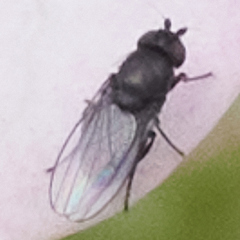 Milichiidae