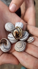 Caucasotachea vindobonensis