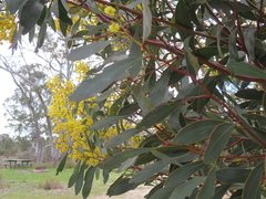 Acacia pycnantha