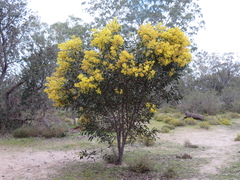 Acacia pycnantha