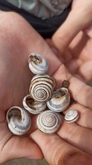 Caucasotachea vindobonensis