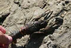 Pontastacus leptodactylus