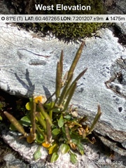Cardamine bellidifolia