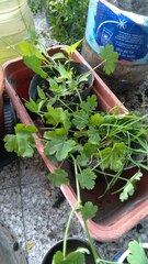 Modiolastrum malvifolium