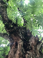 Pterocarya rhoifolia