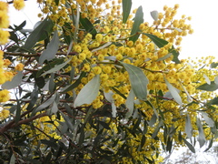 Acacia pycnantha