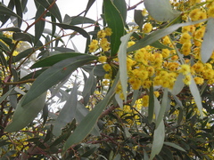 Acacia pycnantha