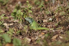 Lacerta bilineata