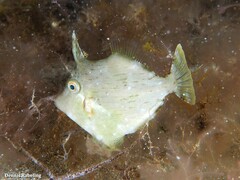 Stephanolepis hispida