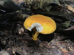 Russula flavida