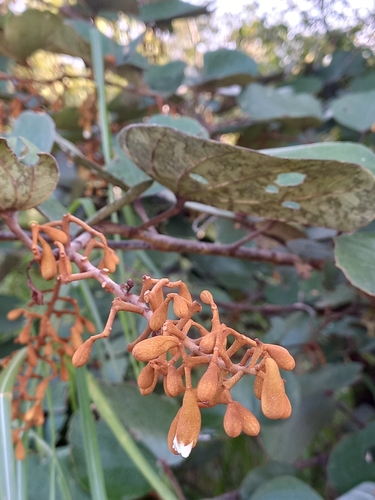 Piliostigma thonningii image