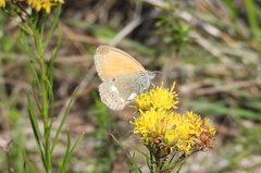 Coenonympha glycerion