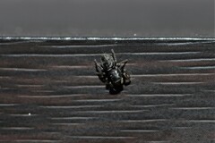 Salticidae
