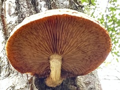 Hemipholiota