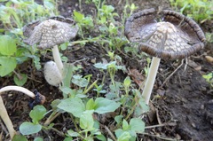 Coprinopsis variegata