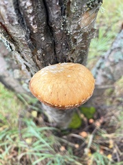 Hemipholiota