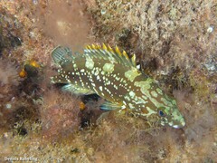 Epinephelus marginatus