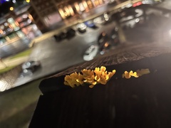 Dacrymyces spathularia