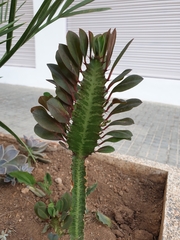 Euphorbia trigona