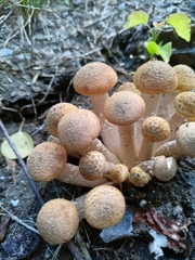 Armillaria borealis