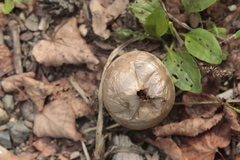 Lycoperdon excipuliforme