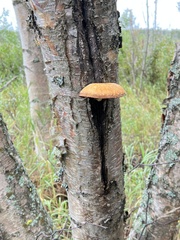 Hemipholiota
