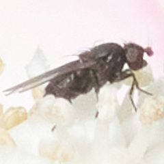 Milichiidae