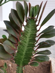 Euphorbia trigona