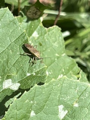 Hypselonotini