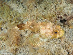 Scorpaena porcus