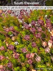 Harrimanella hypnoides