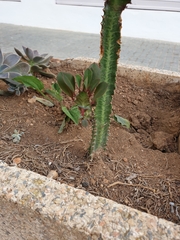 Euphorbia trigona