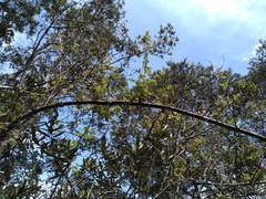 Weinmannia tomentosa