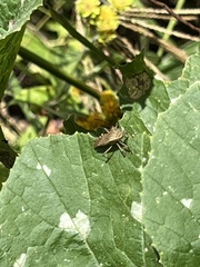 Hypselonotini