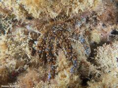 Coscinasterias tenuispina